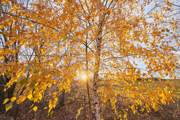 Autumn birch forest with golden leaves in bright sunset light