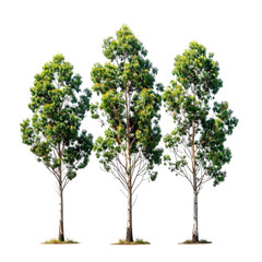Obraz premium Three tall trees with lush green foliage isolated on a transparent background