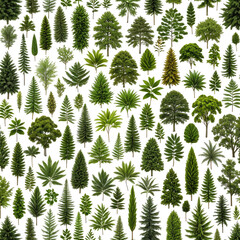 Diverse collection of varied green tree species, densely arranged