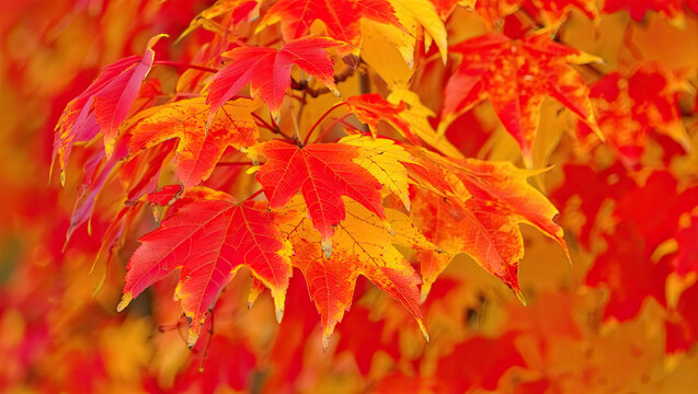 A hyper-realistic close-up of frosted autumn leaves displayed against a softly lit, neutral background. The composition features a delicate arrangement of maple, oak, and birch leaves in rich fall hue