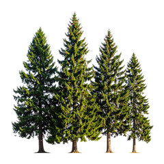 Group of evergreen trees against a transparent background, showcasing foliage detail