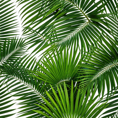 Obraz premium Lush green palm leaves overlapping, forming a dense tropical texture