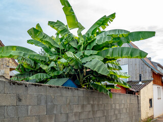 Obraz premium Bananenpflanze im Vorgarten