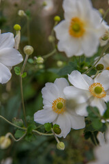 Beautiful white anemones in a flowerbed
