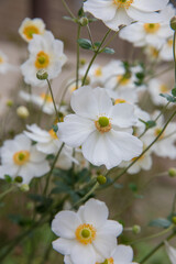 Beautiful white anemones in a flowerbed