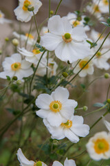 Beautiful white anemones in a flowerbed