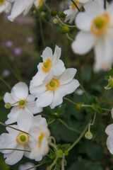 Beautiful white anemones in a flowerbed