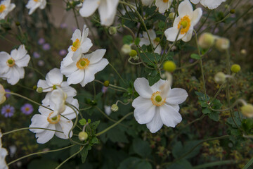 Beautiful white anemones in a flowerbed