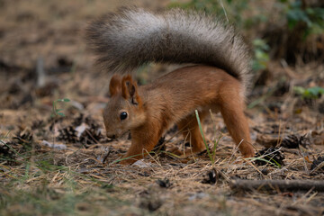 A small red squirrel with a bushy tail forages on the forest floor among pine needles and cones. The animal is alert and in motion.