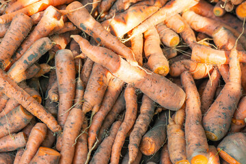 Freshly dug dirty carrots on a pile, harvesting