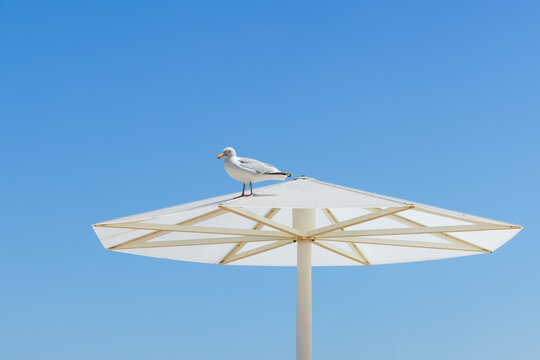 M&ouml;we sitzt auf einem Sonnenschirm vor blauem Himmel