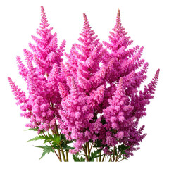 Vibrant cluster of pink, feathery flowers with green foliage on a stark black backdrop