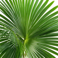 Obraz premium Lush green palm leaves, close-up, radiating lines and rich texture