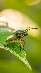 Fototapeta premium Bug on a green leaf with nature's backdrop
