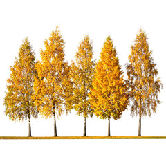 Group of tall trees with vibrant yellow-orange foliage against a black background
