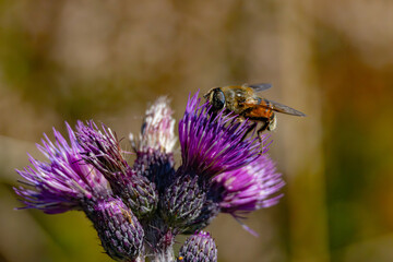 Biene auf Lila Blüte 
