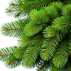 Fototapeta premium Close-up of vibrant green conifer tree branches against black background