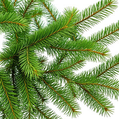 Obraz premium Close-up of vibrant green fir branches with needle-like leaves, isolated on black
