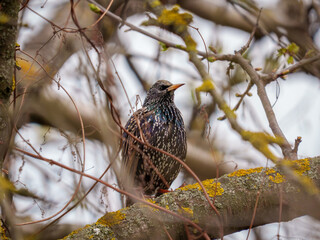 A starling with iridescent feathers sits on a branch, surrounded by budding leaves and bare trees. The scene captures the essence of early spring in a calm forest.