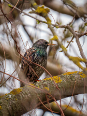 A colorful bird is resting on a tree branch in early spring. Its feathers display a variety of shades, while the tree is adorned with fresh buds and moss, capturing the essence of seasonal change.