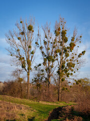 Two tall trees decorated with mistletoe thrive in a serene rural setting. The bright blue sky enhances the natural beauty of this peaceful environment.