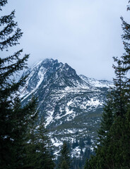 Snowy Mountain Peak Framed by Pine Trees in Winter Forest