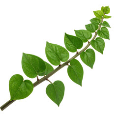 Fototapeta premium A vibrant green vine with heart-shaped leaves extends diagonally, isolated on black