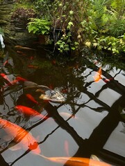 japanese koi pond, koi fish swimming in calm pond with reflections, botanical scene