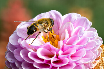 Bee pollinates a pink dahlia flower