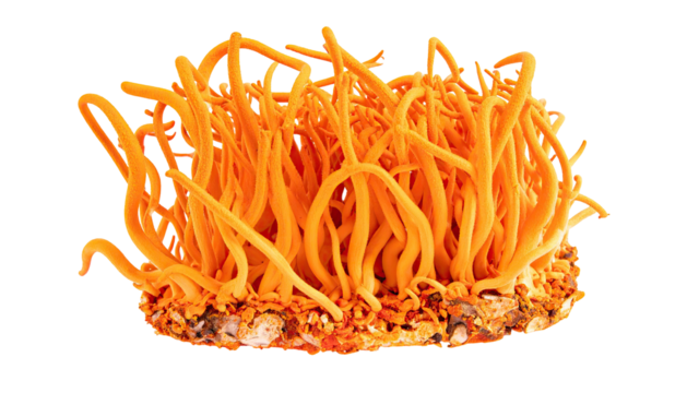 Bright orange, spaghetti-like fungal growth emerging from a tan-colored substrate, isolated on black