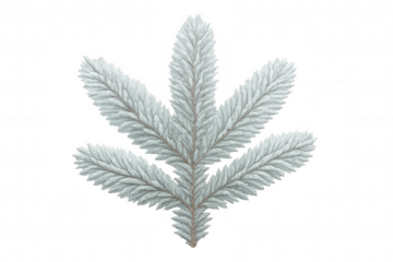 Fir tree branch covered with white snow and frost, winter holiday season decoration, transparent background