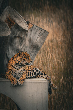 View of a majestic jaguar lounging elegantly on a concrete structure amidst a backdrop of golden grasses and weathered wood, Denver, Colorado, United States.