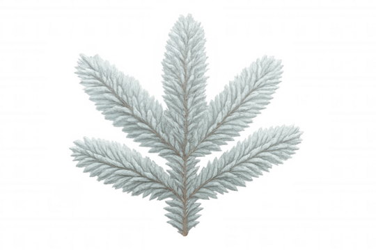 Fir tree branch covered with white snow and frost, winter holiday season decoration, transparent background