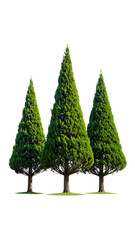 Fototapeta premium Three vibrant evergreen trees, tall and cone-shaped, stand on a transparent background