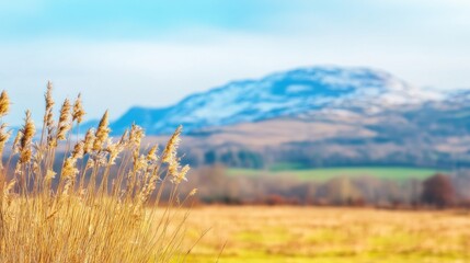 Obraz premium Scenic view of tall grass with snow-capped mountains in the background