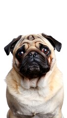 Obraz premium Purebred Dog on White Background, 16:9 and 9:16 Format