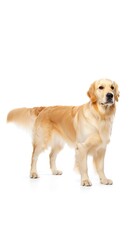 Fototapeta premium Purebred Dog on White Background, 16:9 and 9:16 Format
