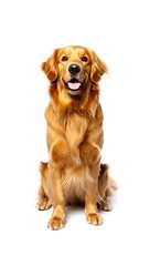 Fototapeta premium Purebred Dog on White Background, 16:9 and 9:16 Format