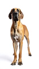 Obraz premium Purebred Dog on White Background, 16:9 and 9:16 Format