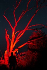 The starry sky against the background of a single tree in a field. Astrophoto