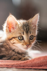 Portrait of a little kitten. Beautiful cute kitten lying on the floor and looking at the camera