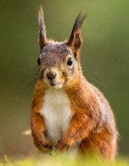 Obraz premium Close-up of a red squirrel in motion