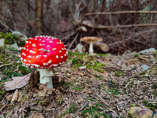 A red and white mushroom sitting on the ground in the woods
