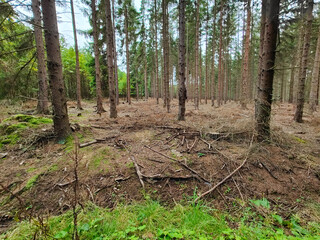 A forest filled with lots of trees and grass