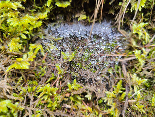 A spider web covered in water droplets on a moss covered ground