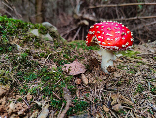 A red and white mushroom sitting on the ground in the woods