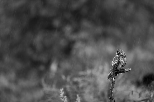 View of a hawk perched alone on a branch, silhouetted against a soft, blurred background during a rain shower, creating a dramatic and melancholic scene, Russia, Russia.