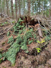 Fototapeta premium A tree stump covered in green moss in the woods