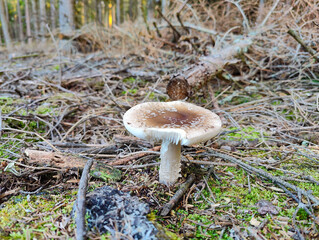 A small mushroom on the ground in the woods
