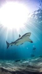 Shark in sunlit ocean depths